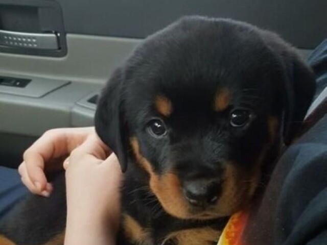 Rottweiler