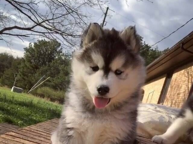 Husky siberiano