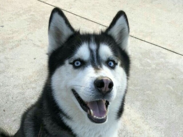 Husky siberiano