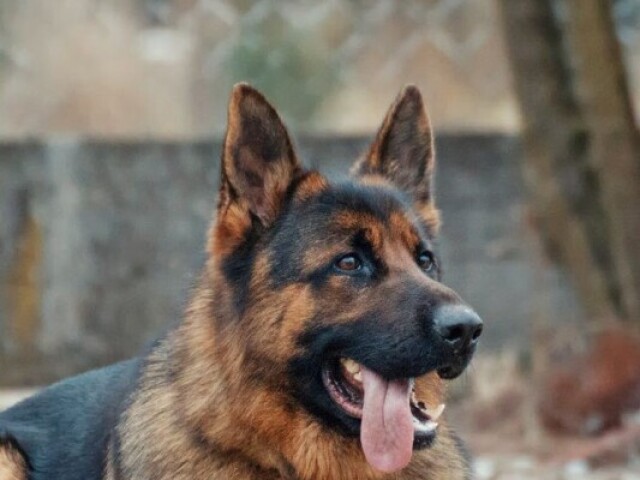 Pastor alemão