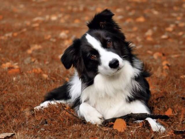 Border Collie