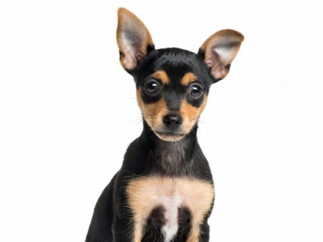 Pinscher