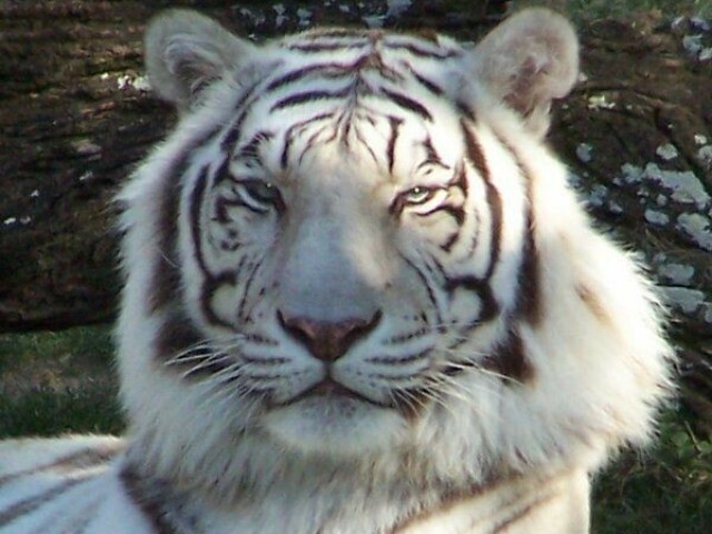 Tigre Branco