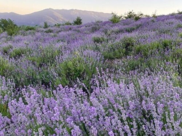 Lavanda