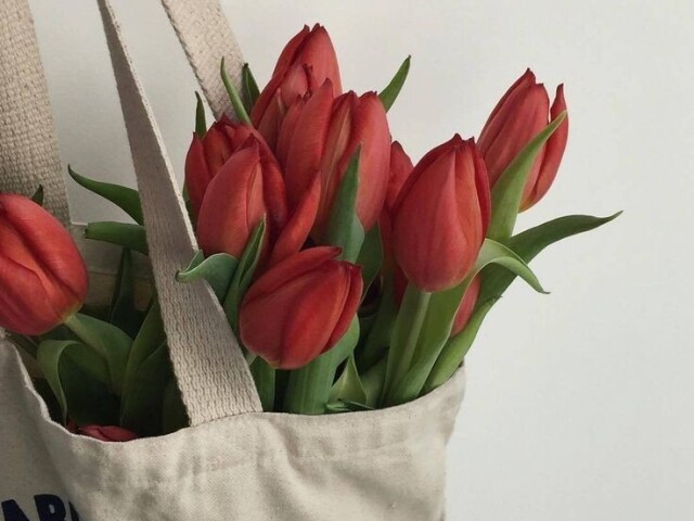 Tulipa