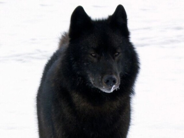 Lobo