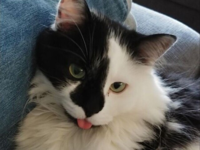 Gato