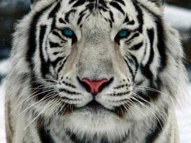 Tigre