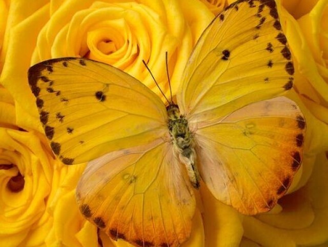 Amarelo 💛
