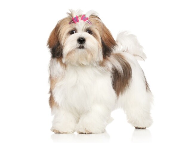 Lhasa apso