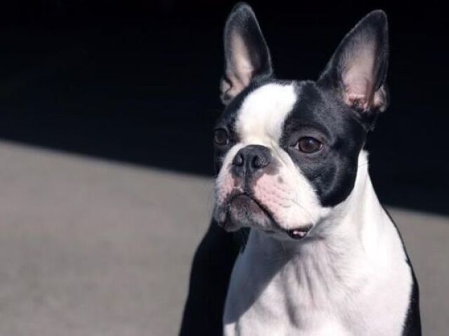 boston terrier