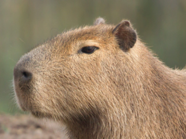 Uma capivara anda na agua