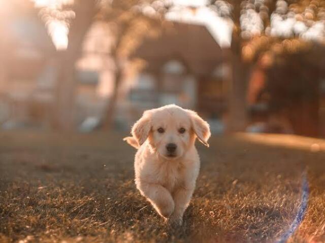 Cachorros