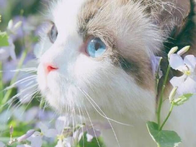 🐈⬛