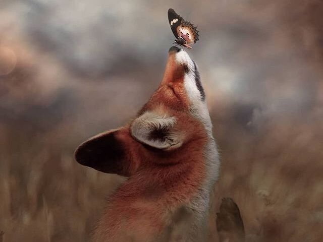 🦊