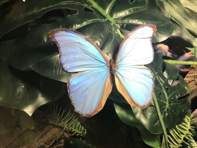 🦋