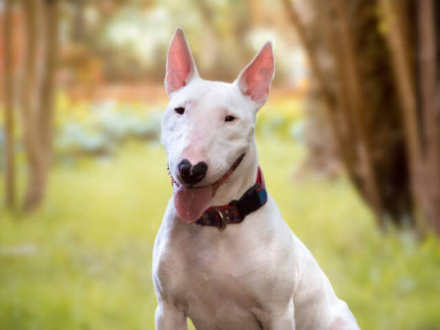 bull terrier