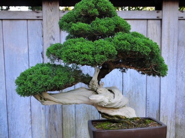 Bonsai.