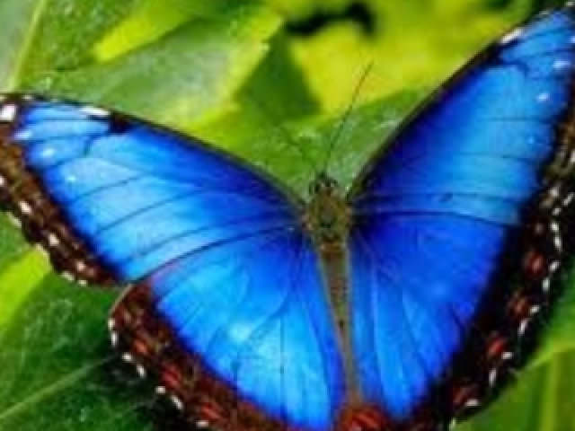Borboleta
