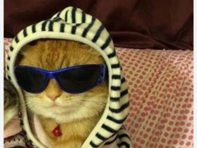 Gato