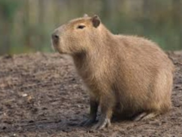 tapirus terrestris