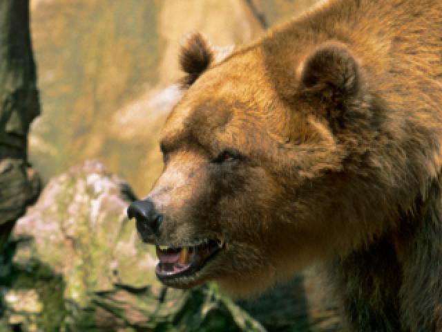 Urso dourado