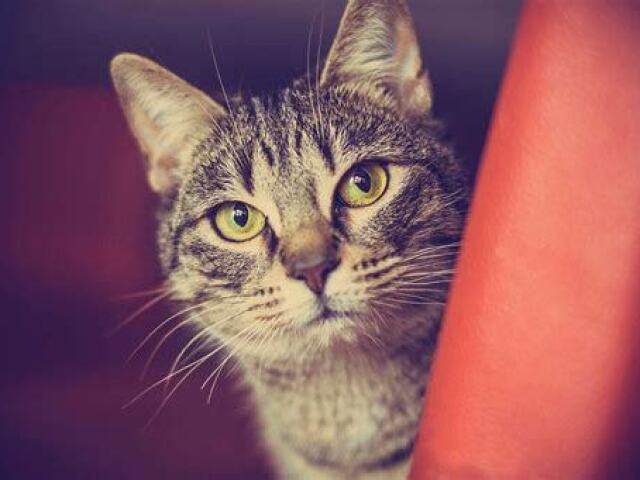 gato