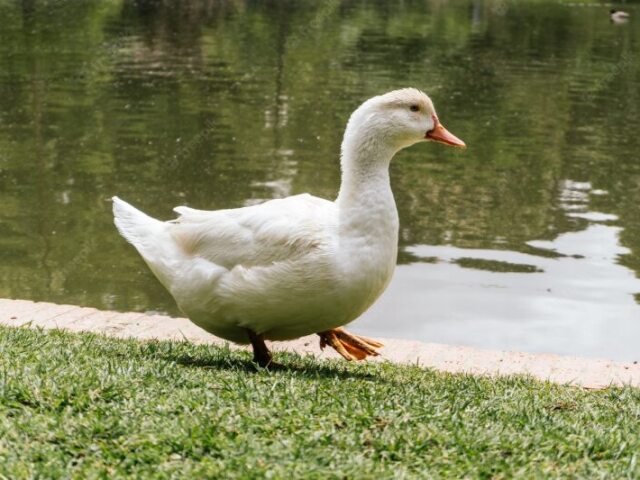 Pato