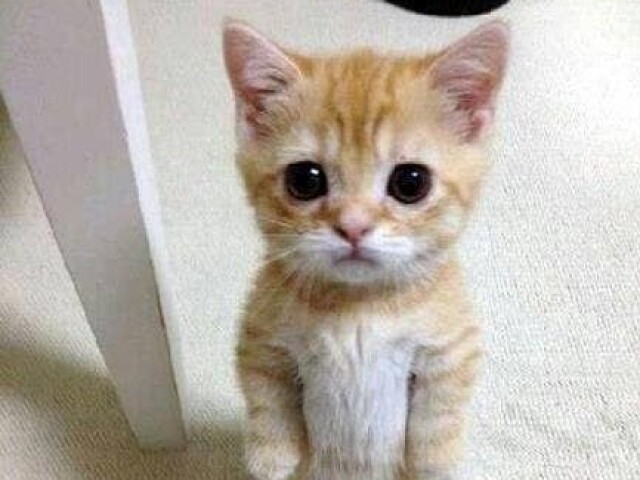 Gato