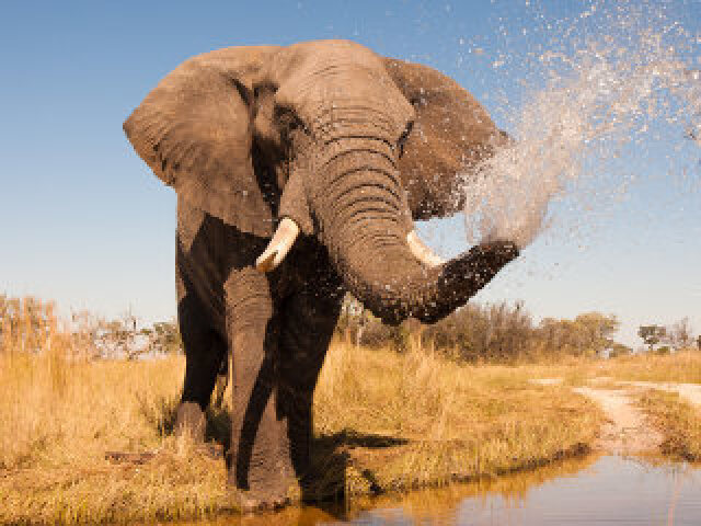 Elefante Africano