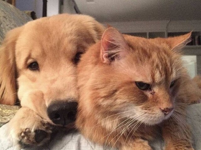 Gato e cachorro