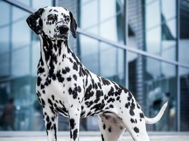 dalmata