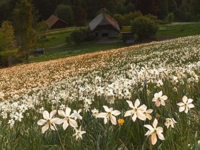 Nada melhor do que uma vista de um campo florido.