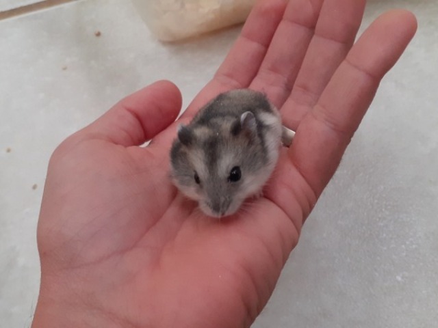 hamster