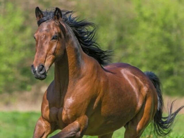 Cavalo