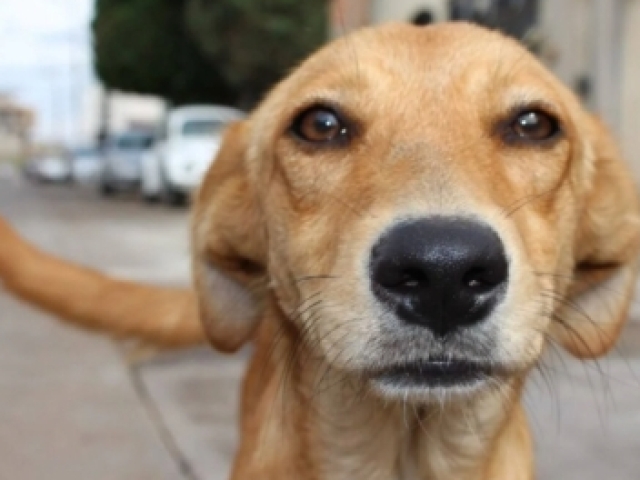 Um cachorro rebaixado