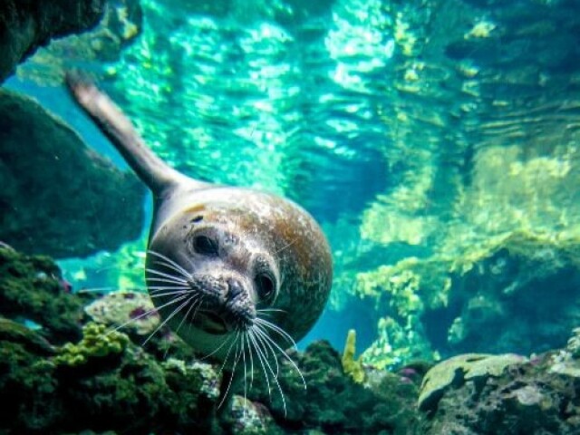 Foca