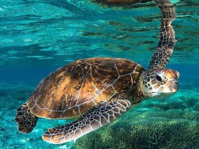 Tartaruga-marinha🐢