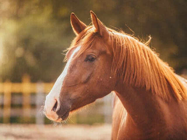 Um cavalo