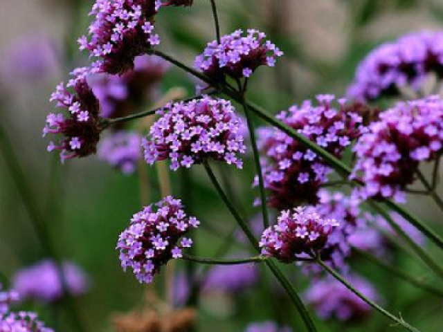 - verbena