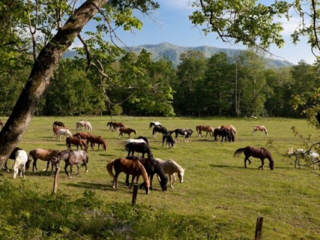 Fazendas e terras