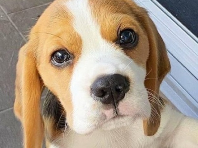 Beagle