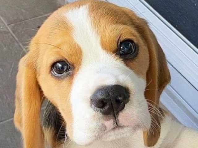 Beagle