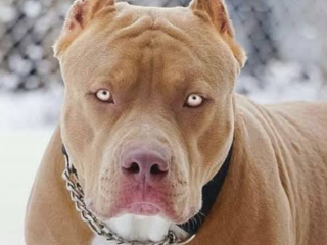 Áries: Pitbull