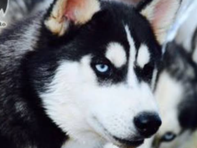 Gêmeos: Husky Siberiano