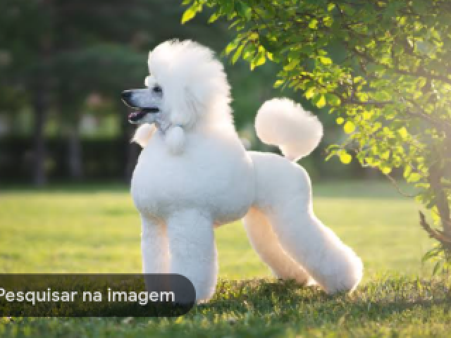Câncer: poodle