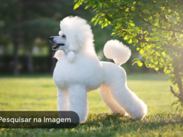 4. Câncer: poodle