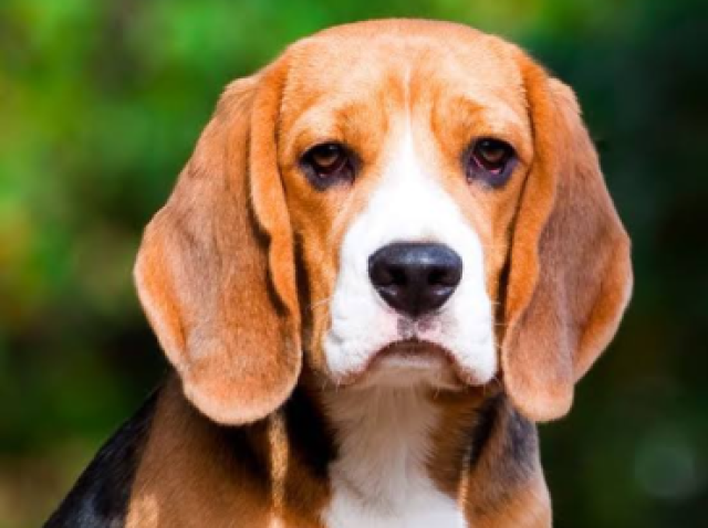 Libra: Beagle