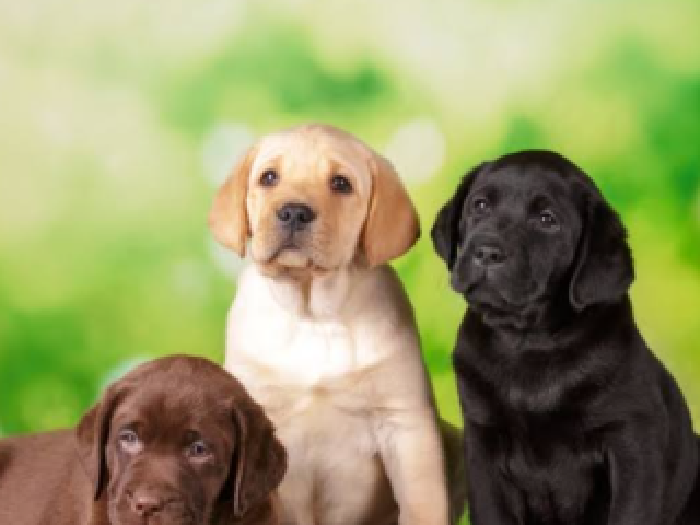 Escorpião: Labrador