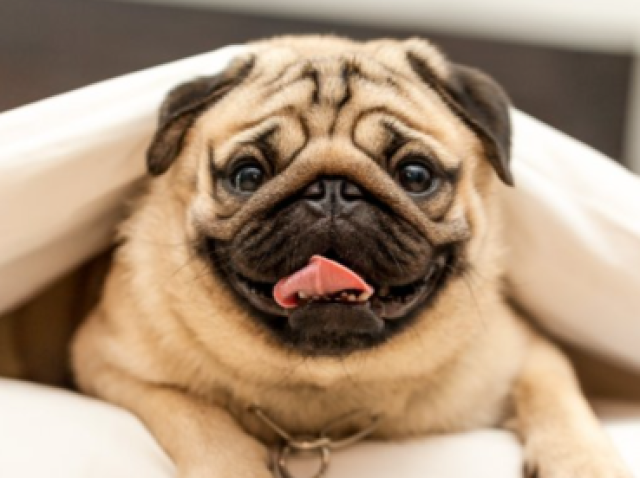 Sagitário: Pug